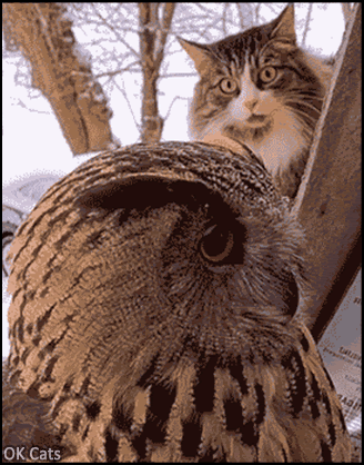 Cat got scared by giant owl: funny reaction and run...run... • Cat GIF  Website