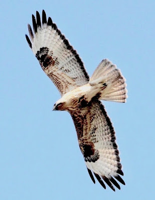 "Common Buzzard Buteo buteo,In flight from below, winter visitor."