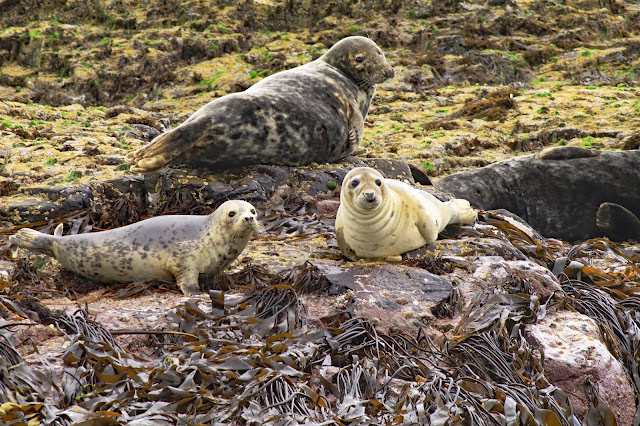 Buy Photo Art of Farne Island Grey Seals