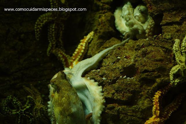 Pulpo acuario de Gijón