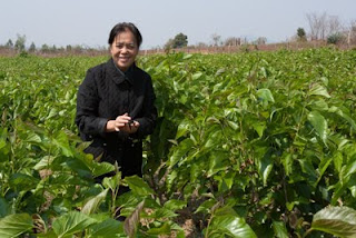 organic mulberry field