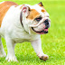 Bulldog Overview Personality, Information, Pictures, Characteristics, Facts & Health Care...