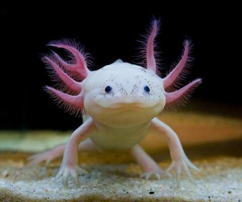 Harga Dan Cara Merawat Axolotl Si Hewan  Air  Unik  Yang  