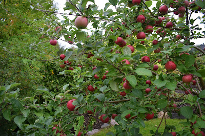 Äpple Malus domestica 'Aroma'