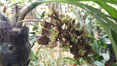 Catasetum arietinum care and culture