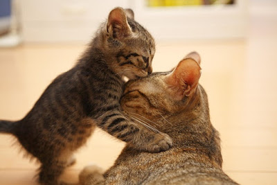 Kisah nyata kucing membawa anaknya ke rumah sakit