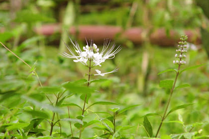 White Flower & Green Leaf