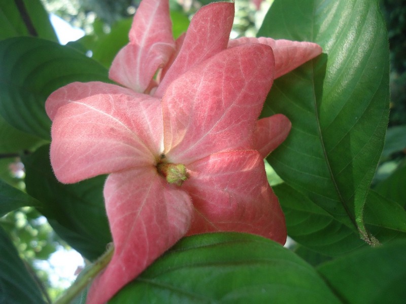 Kata Romantis Bunga  Nusa  Indah  Merah Muda Rumah Daun Muda