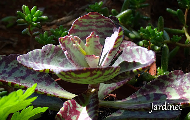 Kalanchoe Humilis