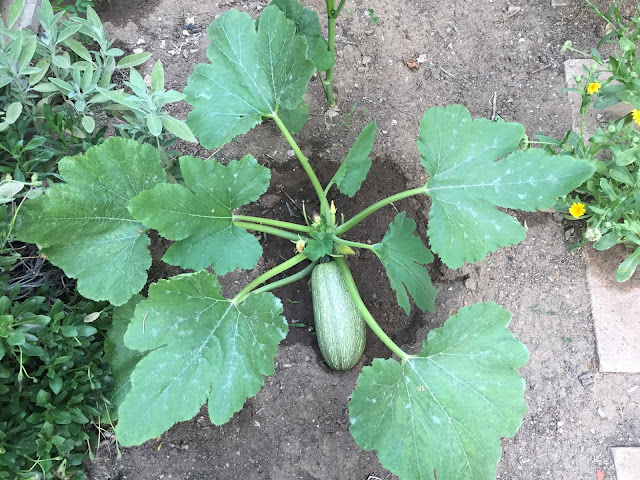 Courgettes are one of the most productive crops that vegetable gardeners can grow, one plant can easily produce twenty or more courgettes in just one season.