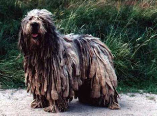 Bergamasco Shepherd Dog