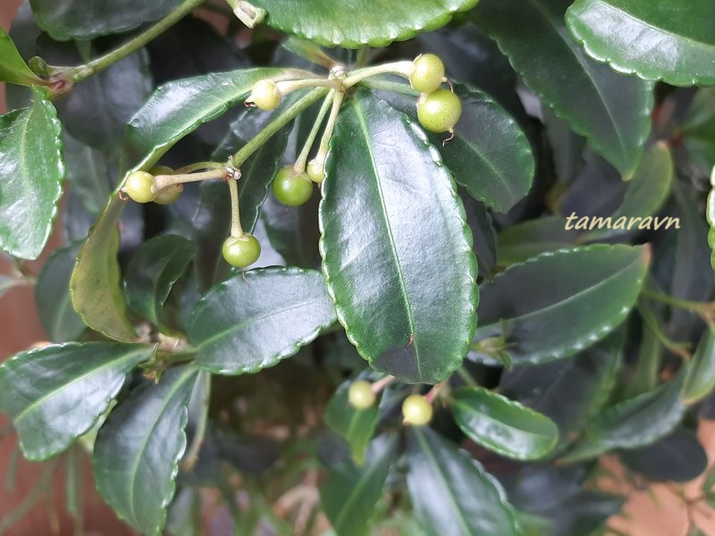 Ардизия городчатая (Ardisia crenata)