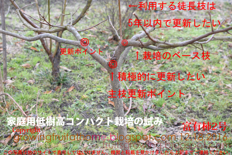 コンパクトな柿の木の剪定方法 家庭向け おいしい鉢植え果樹の栽培育て方 自宅を果樹園に コンパクトな柿の木の剪定方法 家庭向け おいしい鉢植え果樹の栽培育て方 自宅を果樹園に