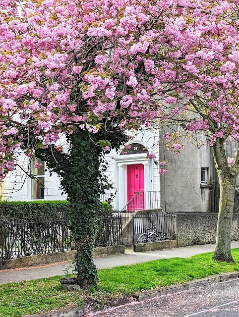 Tree with cherry blossoms in front of a pink door in Dublin