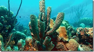  Ciri ciri Porifera  Kumpulan Perbedaan