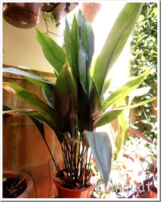 aspidistra 1
