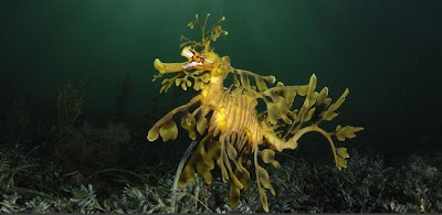 Beautiful Underwater Photography | Gallery World