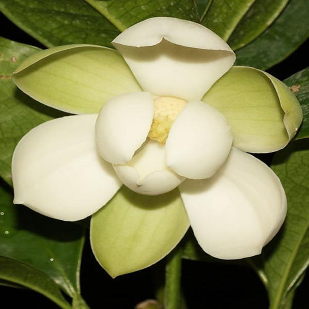 9 Manfaat Bunga Cempaka Putih  untuk Kesehatan Zefy Arlinda