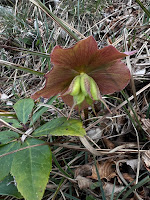 [Ranunculaceae] Helleborus niger