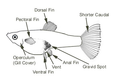 Fish Girl Writes: Is my fish a girl or a boy?