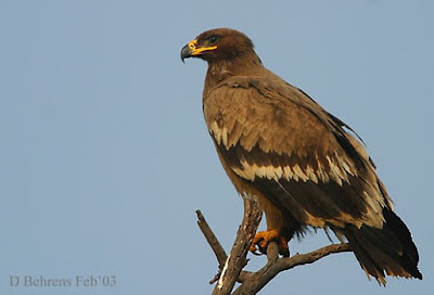 Jual Elang Steppe (Aquila nipalensis),  Harga Elang Steppe (Aquila nipalensis),  Toko Elang Steppe (Aquila nipalensis),  Diskon Elang Steppe (Aquila nipalensis),  Beli Elang Steppe (Aquila nipalensis),  Review Elang Steppe (Aquila nipalensis),  Promo Elang Steppe (Aquila nipalensis),  Spesifikasi Elang Steppe (Aquila nipalensis),  Elang Steppe (Aquila nipalensis) Murah,  Elang Steppe (Aquila nipalensis) Asli,  Elang Steppe (Aquila nipalensis) Original,  Elang Steppe (Aquila nipalensis) Jakarta,  Jenis Elang Steppe (Aquila nipalensis),  Budidaya Elang Steppe (Aquila nipalensis),  Peternak Elang Steppe (Aquila nipalensis),  Cara Merawat Elang Steppe (Aquila nipalensis),  Tips Merawat Elang Steppe (Aquila nipalensis),  Bagaimana cara merawat Elang Steppe (Aquila nipalensis),  Bagaimana mengobati Elang Steppe (Aquila nipalensis),  Ciri-Ciri Hamil Elang Steppe (Aquila nipalensis),  Kandang Elang Steppe (Aquila nipalensis),  Ternak Elang Steppe (Aquila nipalensis),  Makanan Elang Steppe (Aquila nipalensis),  Elang Steppe (Aquila nipalensis) Termahal,  Adopsi Elang Steppe (Aquila nipalensis),  Jual Cepat Elang Steppe (Aquila nipalensis),  Kreatif Elang Steppe (Aquila nipalensis),  Desain Elang Steppe (Aquila nipalensis),  Order Elang Steppe (Aquila nipalensis),  Kado Elang Steppe (Aquila nipalensis),  Cara Buat Elang Steppe (Aquila nipalensis),  Pesan Elang Steppe (Aquila nipalensis),  Wisuda Elang Steppe (Aquila nipalensis),  Ultah Elang Steppe (Aquila nipalensis),  Nikah Elang Steppe (Aquila nipalensis),  Wedding Elang Steppe (Aquila nipalensis),  Flanel Elang Steppe (Aquila nipalensis),  Special Elang Steppe (Aquila nipalensis),  Suprise Elang Steppe (Aquila nipalensis),  Anniversary Elang Steppe (Aquila nipalensis),  Moment Elang Steppe (Aquila nipalensis),  Istimewa  Elang Steppe (Aquila nipalensis),  Kasih Sayang  Elang Steppe (Aquila nipalensis),  Valentine  Elang Steppe (Aquila nipalensis),  Tersayang Elang Steppe (Aquila nipalensis),  Unik Elang Steppe (Aquila nipalensis), 