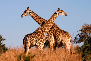 picture of two giraffes