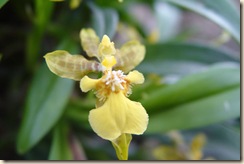 Oncidium longipes