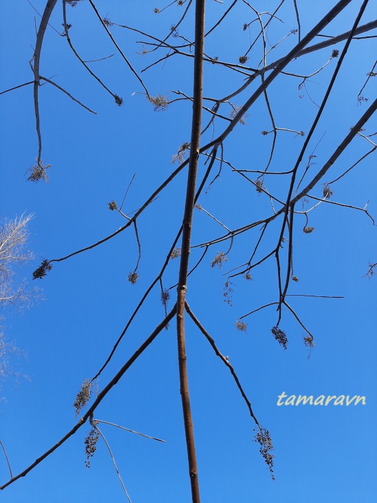 Сумах китайский (Rhus chinensis)