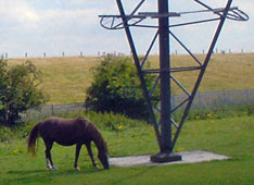 pony nibbles pylon