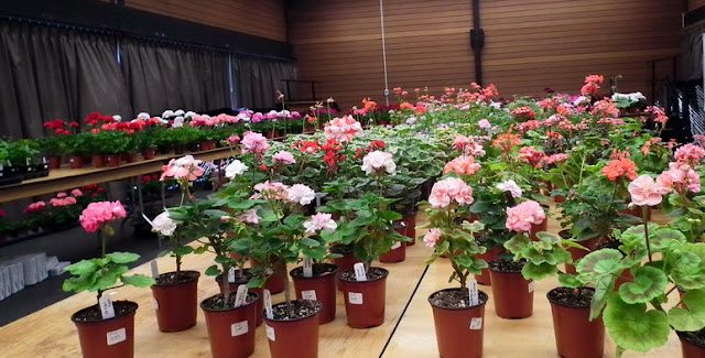  blooming pelargoniums at the 2011 Plant Sale of Canadian Geranium and Pelargonium Society