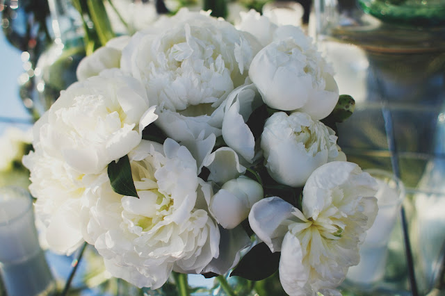 Peonias blancas