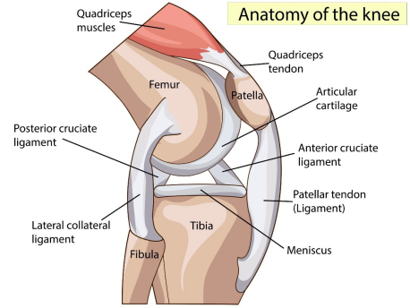 ACL Reconstruction - knee diagram