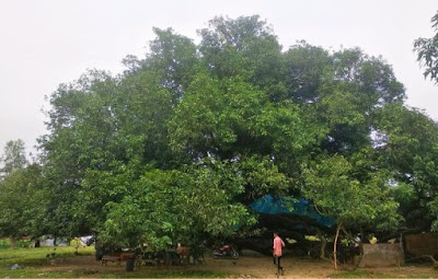 ঠাকুরগাঁওয়ে আম গাছ দেখতে ২০ টাকার টিকিট by নাকিবুল আহসান নিশাদ