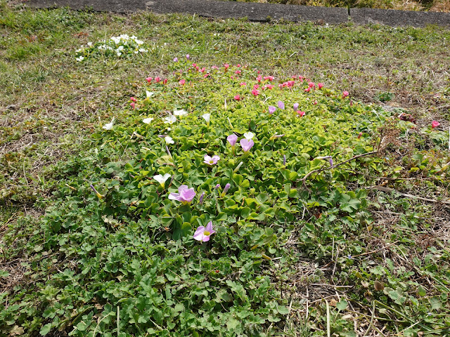 精進川沿いの歩道の脇のフヨウカタバミ（芙蓉片喰）