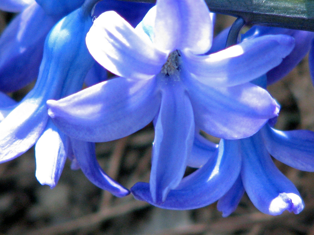 types of flowers meanings and pictures Blue Hyacinth Flower | 1024 x 768