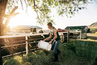 Immediate Start Farm Assistant Job in Matamata, Waikato