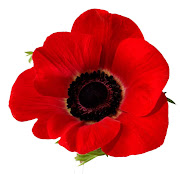 Perfect Red Poppy Flower Photos (perfect red poppy flower photos)
