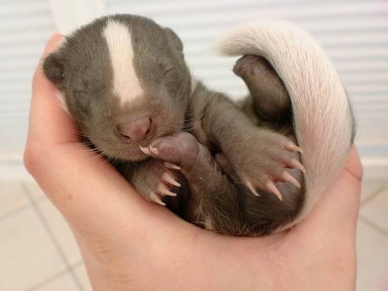 baby-badger