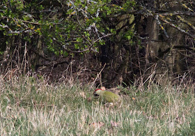 Green Woodpecker, Picus viridis.  Bird walk in Jubilee Country Park, 24 March 2012.