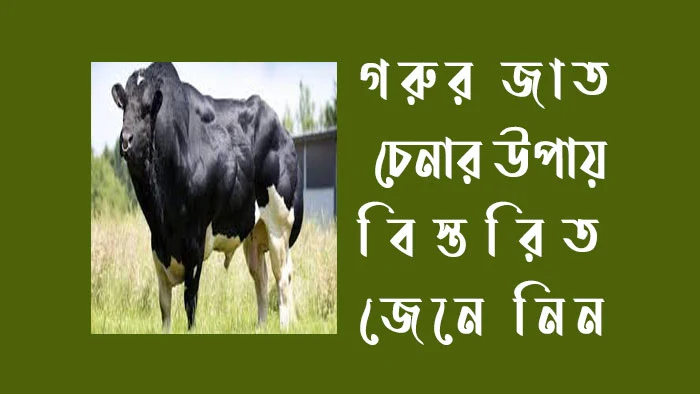 গরুর জাত চেনার উপায়