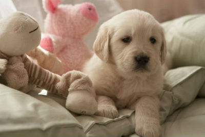 labrador puppy and his toys