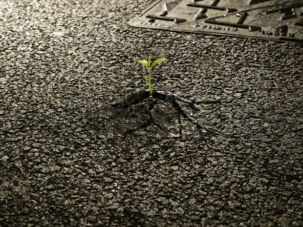 A new Green Plant grown in rock