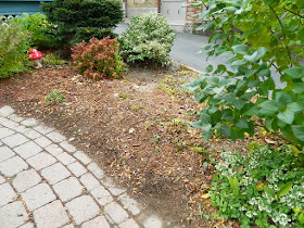 Paul Jung Gardening Services Toronto Fall Cleanup Front Yard in Lawrence and Yonge After