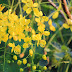 Beautiful flowers of the Golden Shower Tree