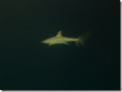 Great Barrier Reef 124