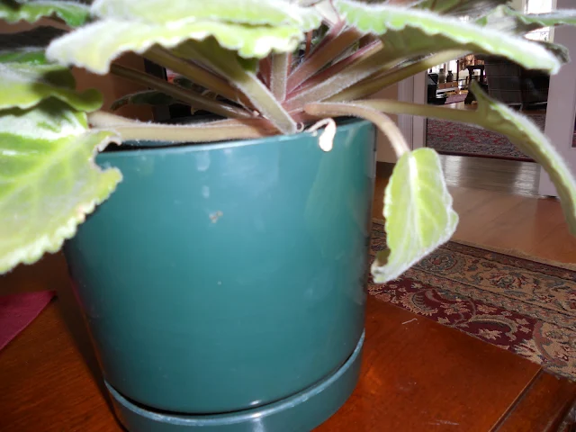 Remove dead African violet leaves