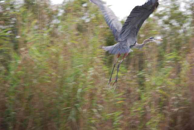 Big Cypress National Preserve