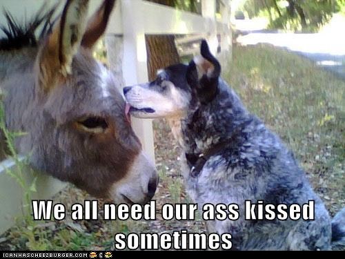 funny-animal-captions-animal-capshunz-everybody-needs-an-ego-boost.jpg