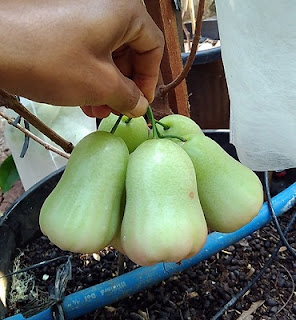  buah jambu air ini memang mempunyai kandungan air yang melimpah di setiap buahnya Jangan Remehkan Manfaat dari Jambu Air Mau tau? 