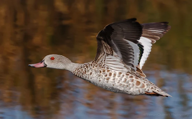 Cape Teal Duck in Flight Diep River, Woodbridge Island Copyright Vernon Chalmers